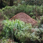 Wood Ant Hill