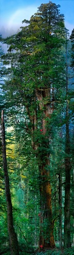Redwood by Michael Nichols