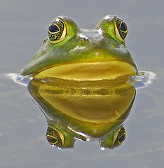 frog