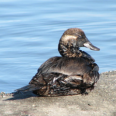 Oily ruddy duck by Jack Wolf